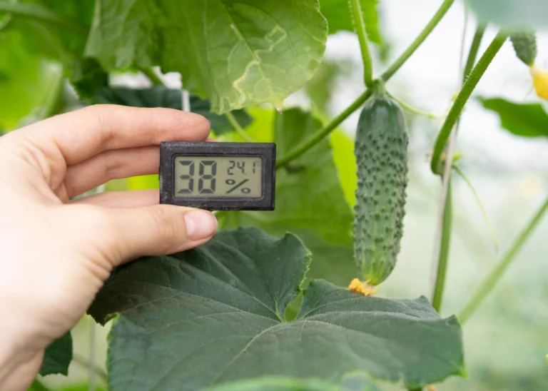 What is VPD Perfect your Indoor Cultivation with Ideal Humidity and Temperature Settings
