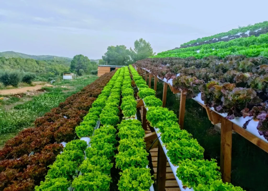 In the picture, Hydro Mediterránea's aquaponic lettuces.
