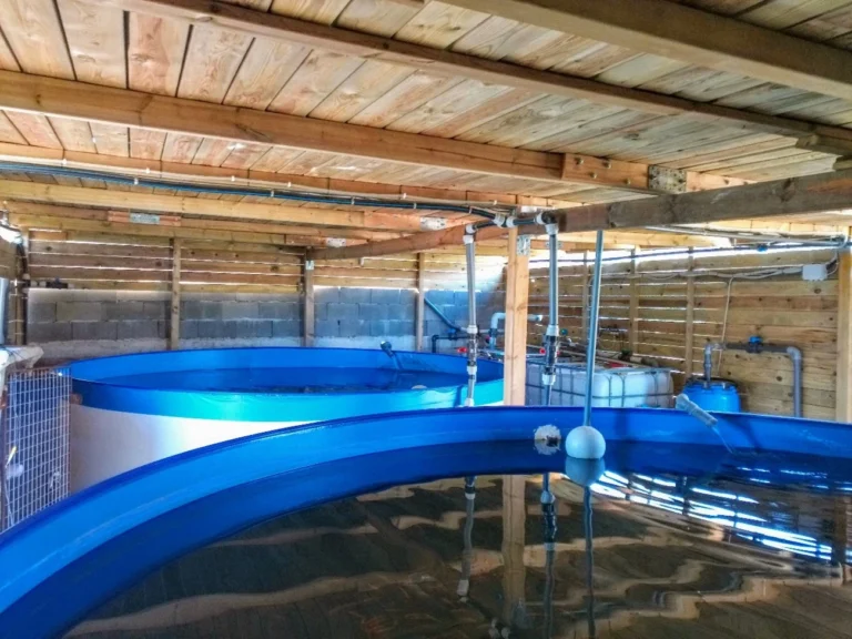 The tanks where Albert breeds his fish and the water with which he later feeds the plants.