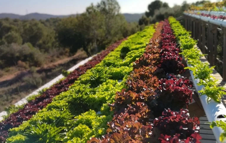 Albert's aquaponic cultivation combines innovation, sustainability, efficiency and beauty in a single space. Thank you for this interview and thank you for letting us accompany you on this path.