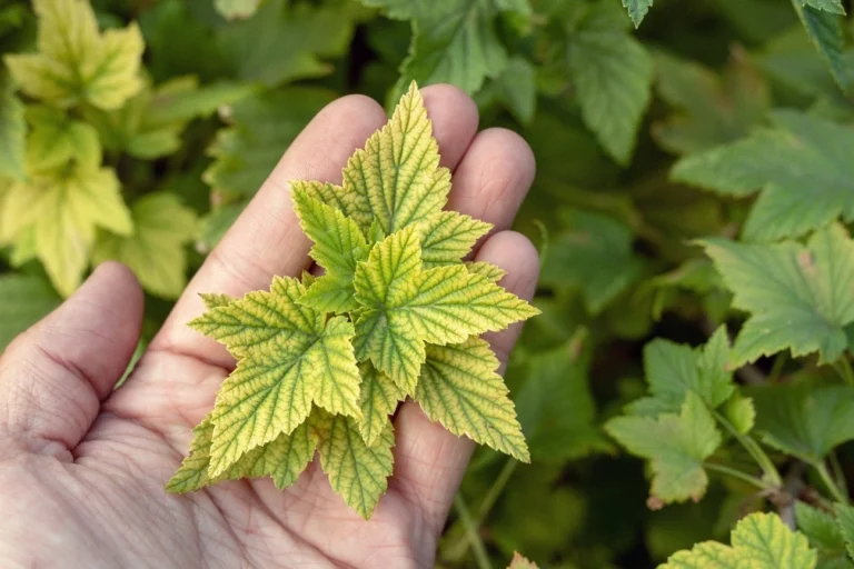 Plant showing severe chlorosis due to a deficiency.