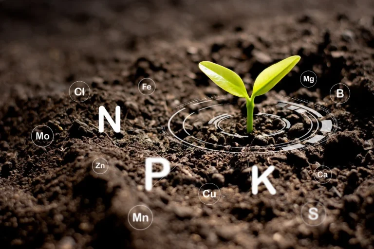 Close-up of healthy flowering plants illustrating bloom booster fertiliser for stronger flowering.