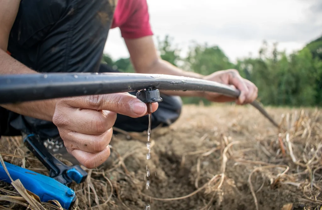 Farmer using drip irrigation system to reduce water waste and lower carbon footprint in cultivation.