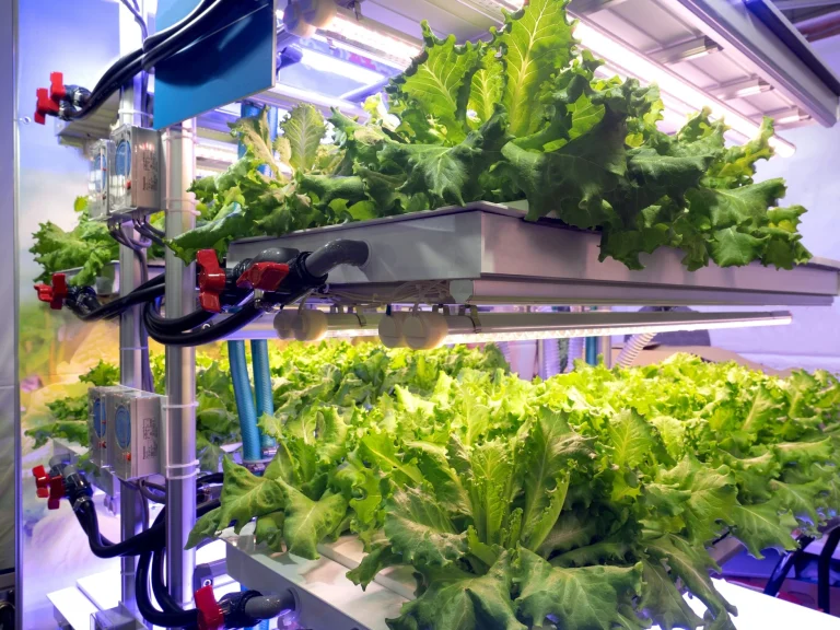 Closed cultivation system with water recirculation, LED lighting, and climate control to reduce carbon footprint."