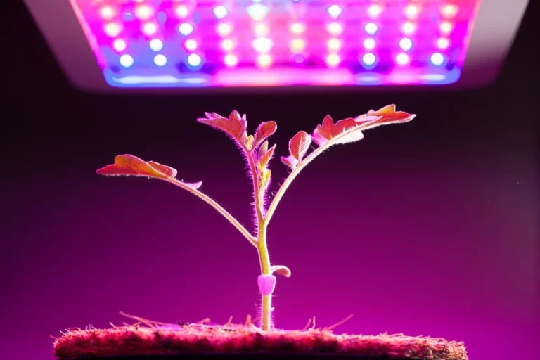 Plant growing under LED lamp in a controlled cultivation system designed to reduce carbon footprint and boost efficiency.