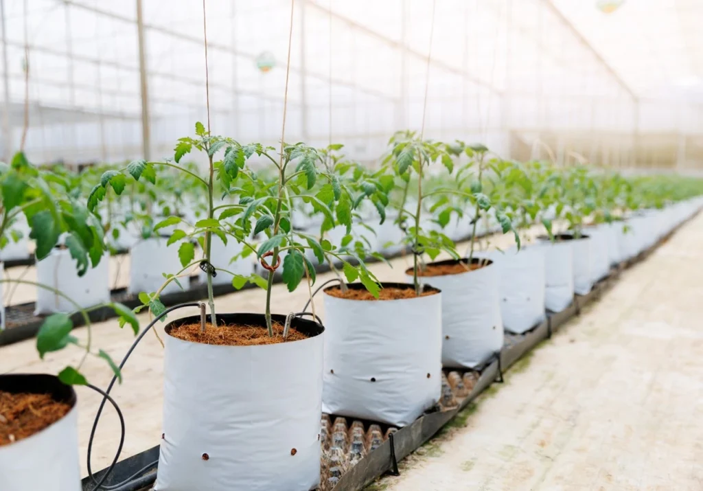 Row of plants in substrate bags inside a greenhouse, illustrating sustainable cultivation and carbon footprint reduction.