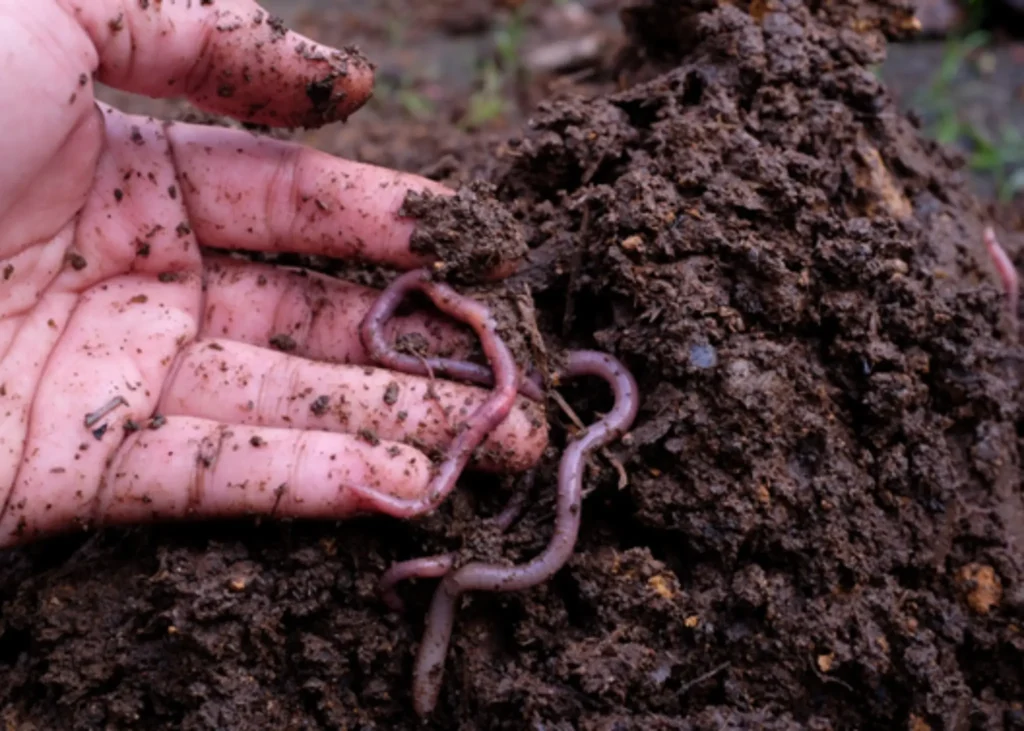 Illustration of rich organic growing medium for an article about living soil and super soil.