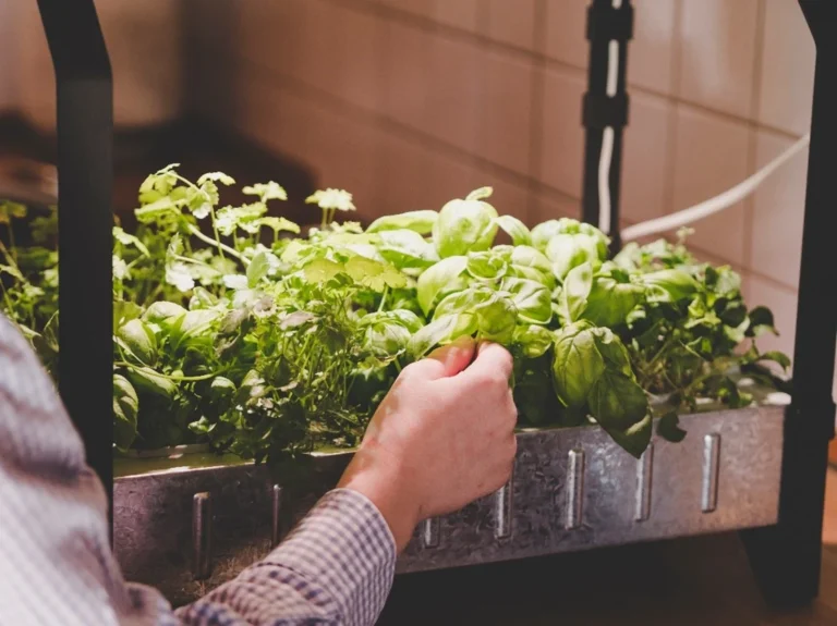 Indoor cultivation of vegetables and herbs in a grow tray, promoting smart, plant-based and sustainable growing methods.