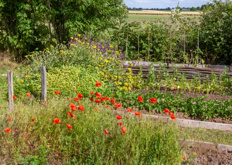 Vegetable garden with blooming flowers, promoting biodiversity and organic cultivation in a sustainable outdoor space.