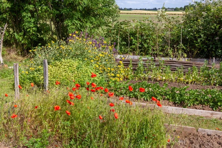Vegetable garden with blooming flowers, promoting biodiversity and organic cultivation in a sustainable outdoor space.