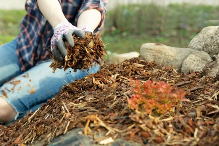 Person applying organic ground cover in autumn garden, promoting soil health and sustainable cultivation practices.