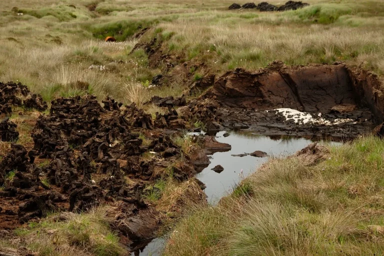 Harvest site of peat and coco coir substrate ingredients, showing natural soil conditions and raw material origins.