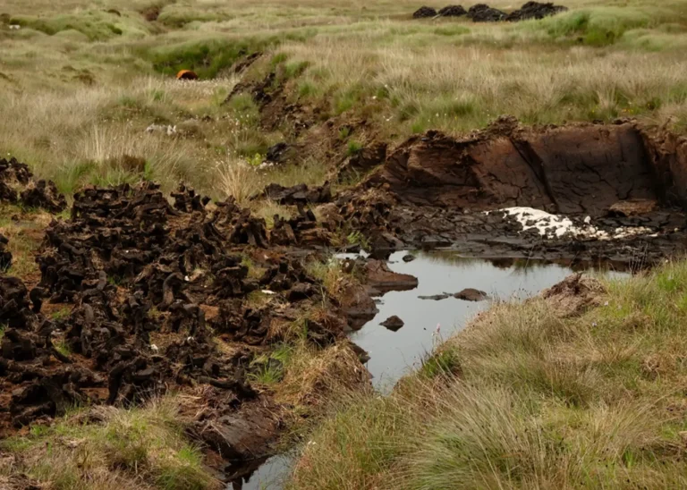 Harvest site of peat and coco coir substrate ingredients, showing natural soil conditions and raw material origins.
