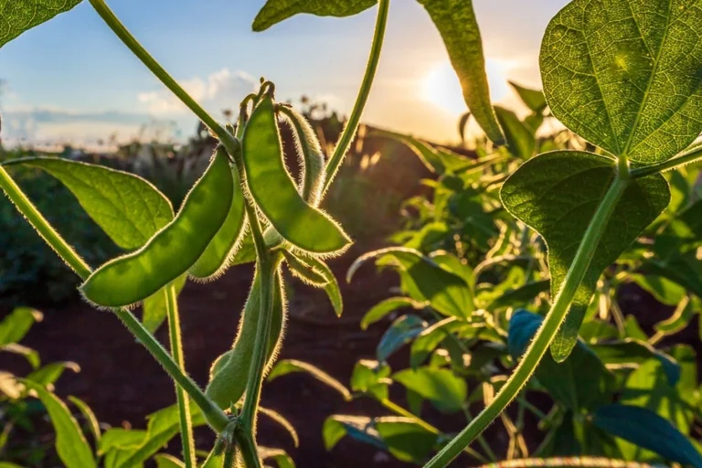 Bean plant growing in sunlight, symbolizing healthy high-protein crops and sustainable gardening in natural conditions.