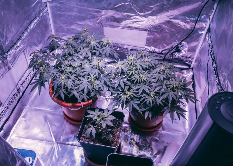 Indoor cannabis plants growing in a reflective grow tent under LED lights, illustrating a beginner-friendly weed cultivation setup.