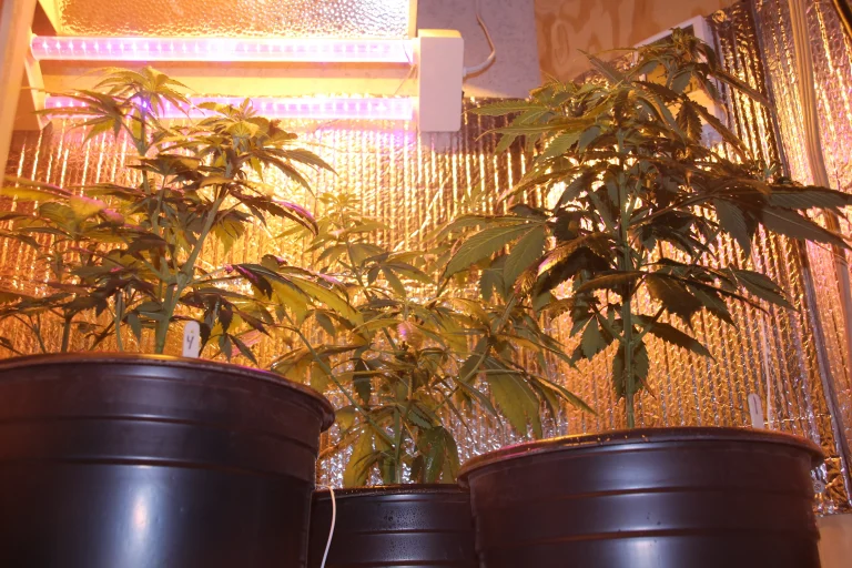 Indoor cannabis plants growing under LED grow lights in a reflective grow space, demonstrating a beginner-friendly home weed setup.