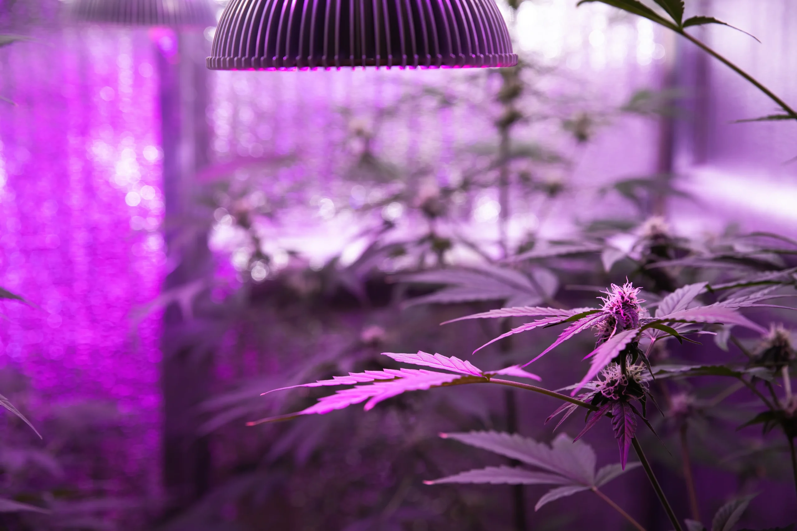 Cannabis plants flowering under purple LED grow lights, highlighting the importance of optimal indoor lighting for winter cultivation.