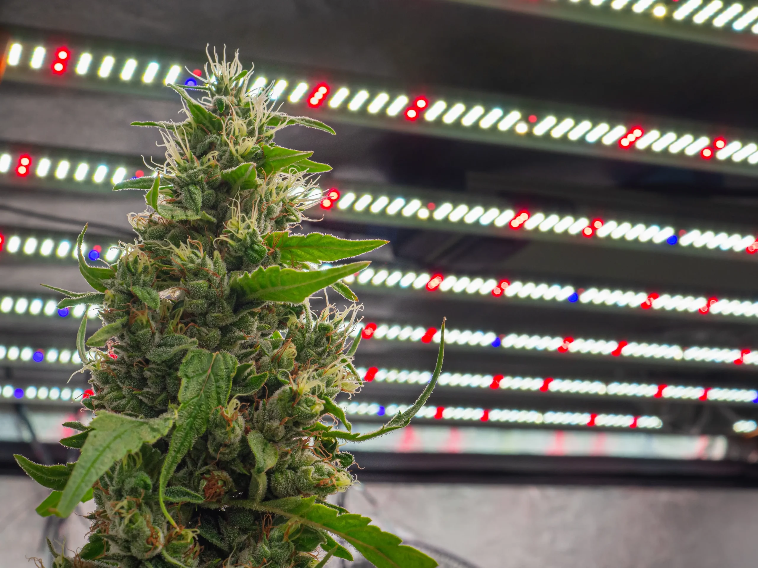 Close-up of a flowering cannabis cola under full-spectrum LED grow lights, demonstrating optimal indoor lighting conditions for winter cultivation.