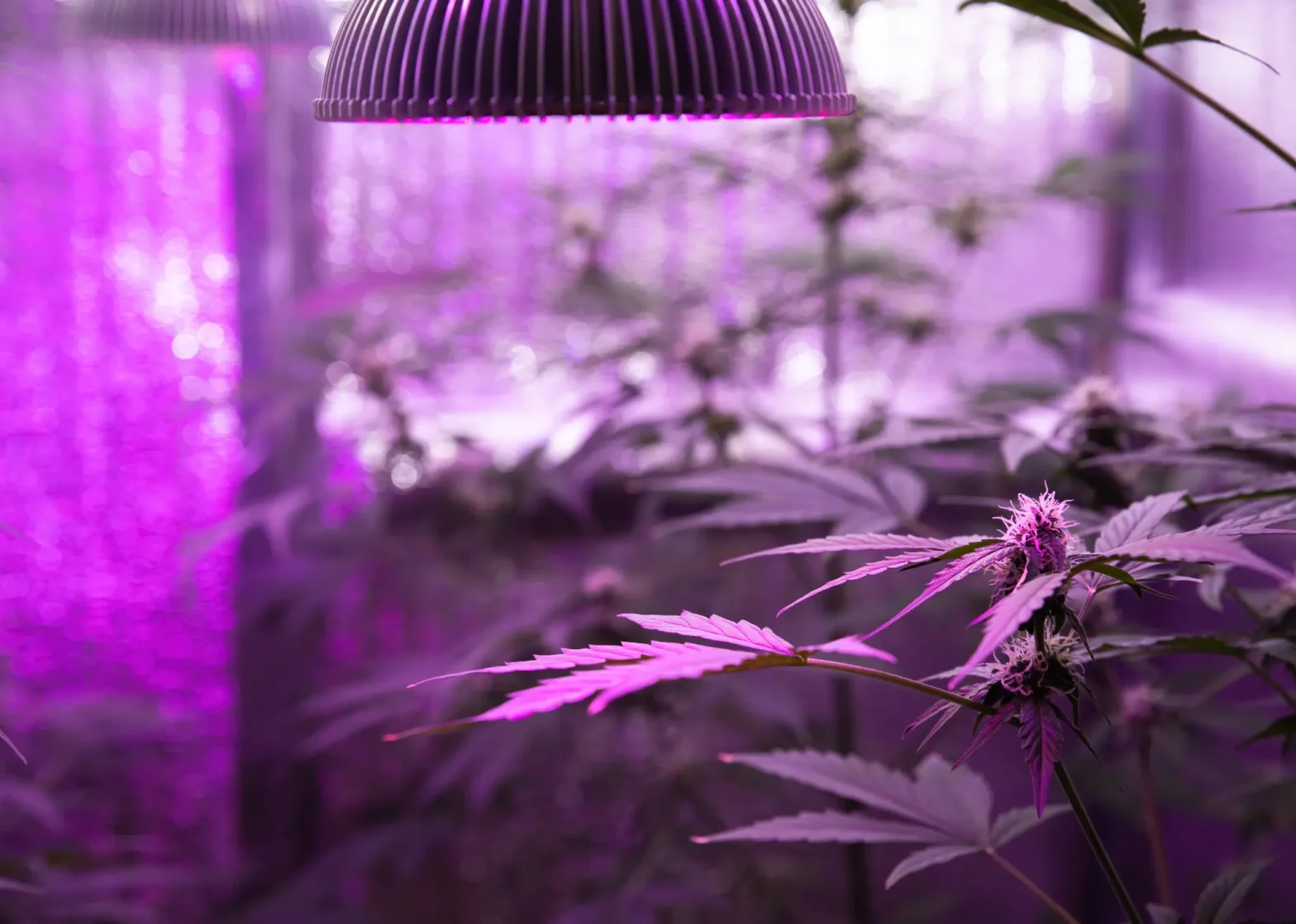 Cannabis plants flowering under purple LED grow lights, illustrating optimal indoor lighting conditions for winter cannabis cultivation.