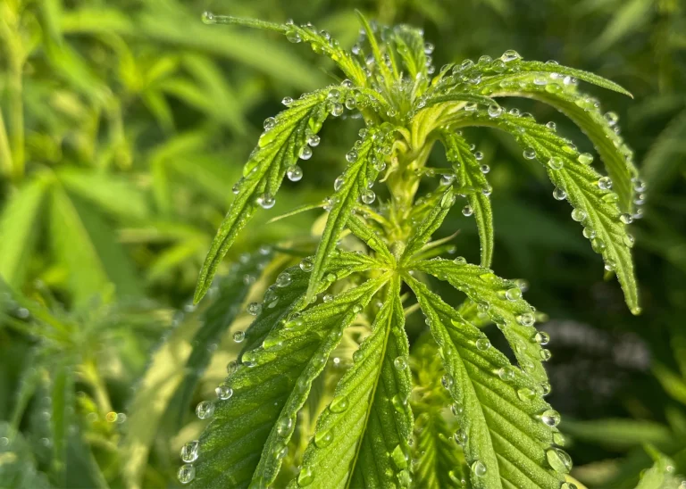 Cannabis leaves with water droplets showing plant health and nutrient flow for sap analysis