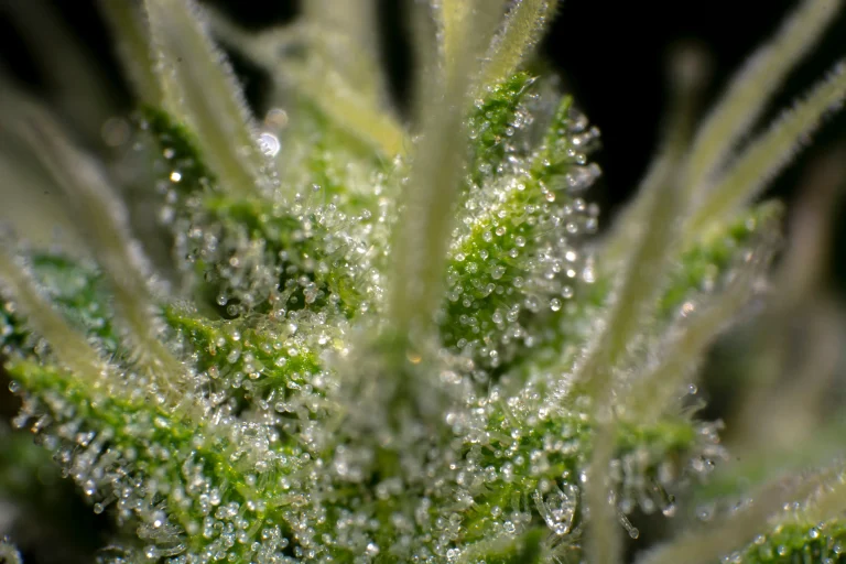 Macro close-up of cannabis trichomes showing where terpenes are produced and stored