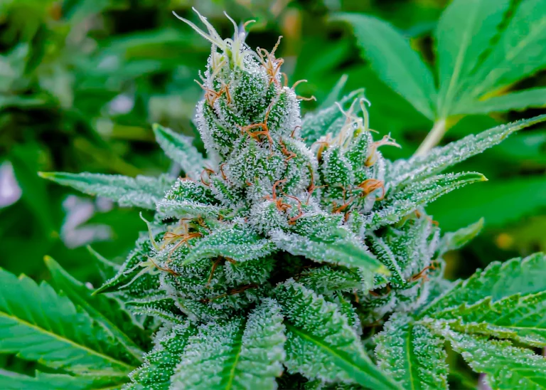 Close-up of a cannabis bud covered in trichomes, illustrating what are terpenes and their role in aroma and effects