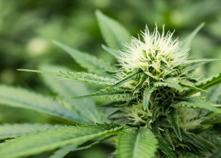 Healthy cannabis mother plant with green leaves and developing flower growth