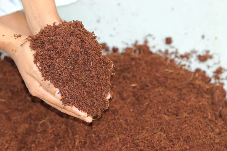 Hands holding loose coco coir substrate used to improve aeration, drainage, and root development