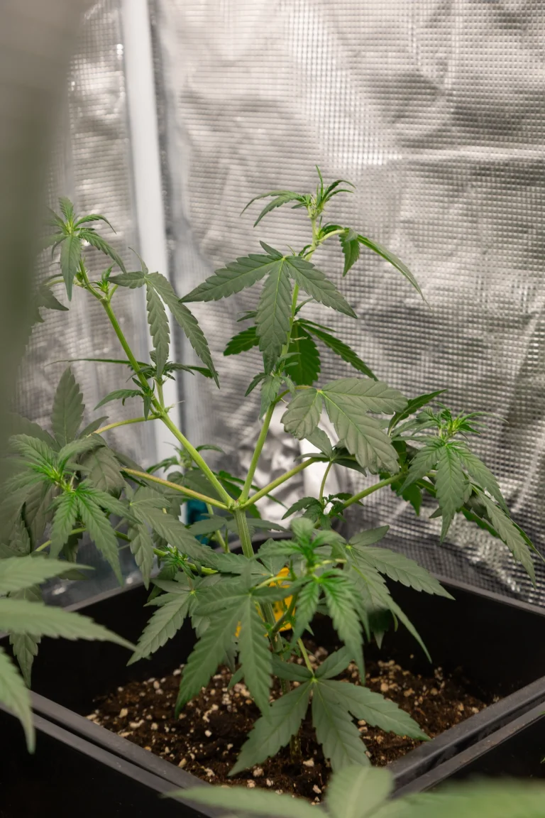 Healthy cannabis plant growing in an aerated substrate inside a grow tent