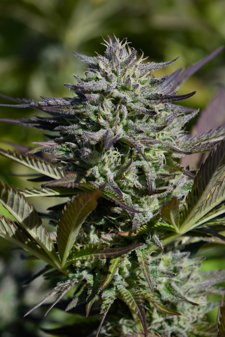 Resinous cannabis flower grown with veganic plant-based nutrients