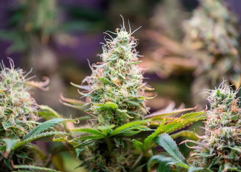 Close-up of a flowering cannabis plant with dense buds, illustrating advanced growing tips for higher yields