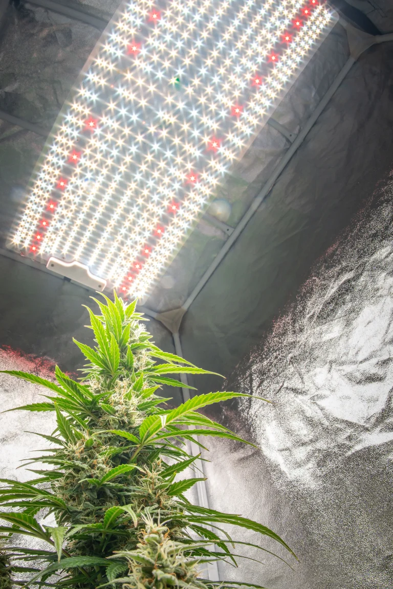 Cannabis plant growing under LED grow light in indoor tent, demonstrating advanced growing tips for optimal plant growth