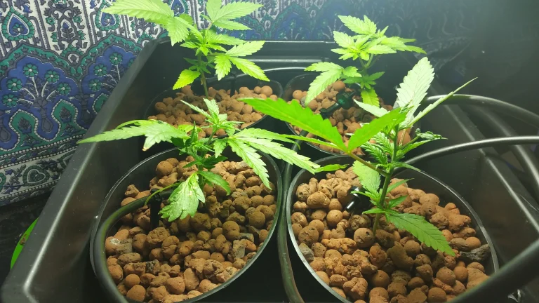 Young cannabis plants in a hydroponic system with clay pebbles, demonstrating early-stage growing tips