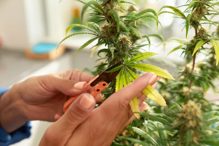Pruning cannabis plant leaves with scissors to improve airflow and apply effective growing tips