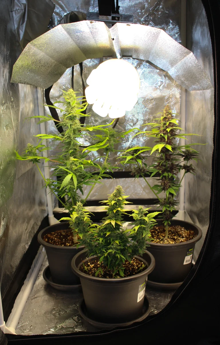 Indoor cannabis grow tent with LED light and multiple plants, demonstrating effective growing tips for healthy yields
