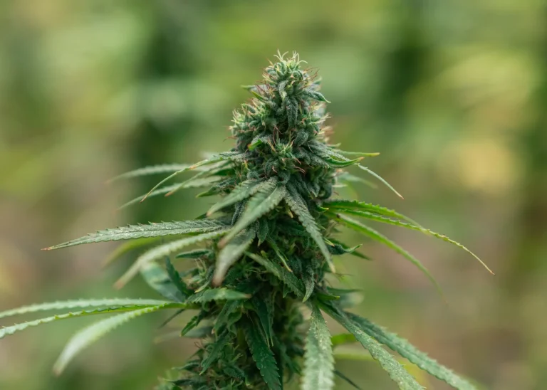 Healthy cannabis plant grown with veganic plant-based nutrients