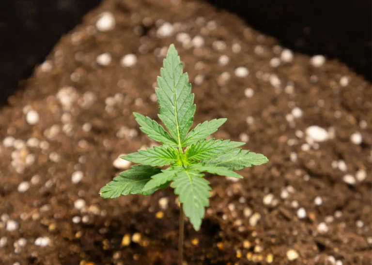 Young cannabis seedling growing in an aerated substrate with perlite for improved root oxygenation