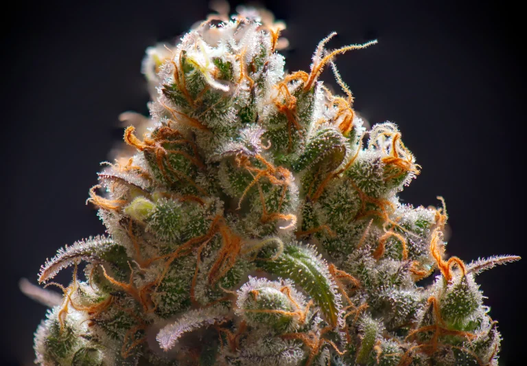 Close-up of cannabis flower covered in trichomes linked to terpene production