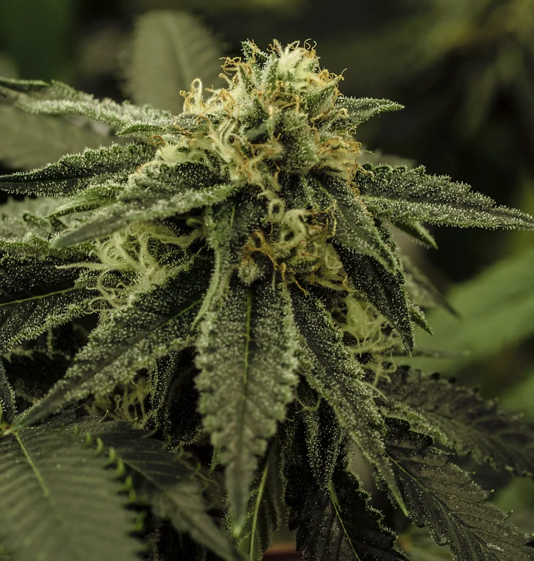 Resinous cannabis flower covered in trichomes linked to terpene and cannabinoid production