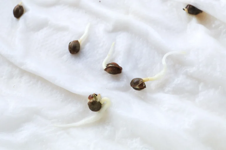 Germinating cannabis seeds with white taproots on a moist paper towel