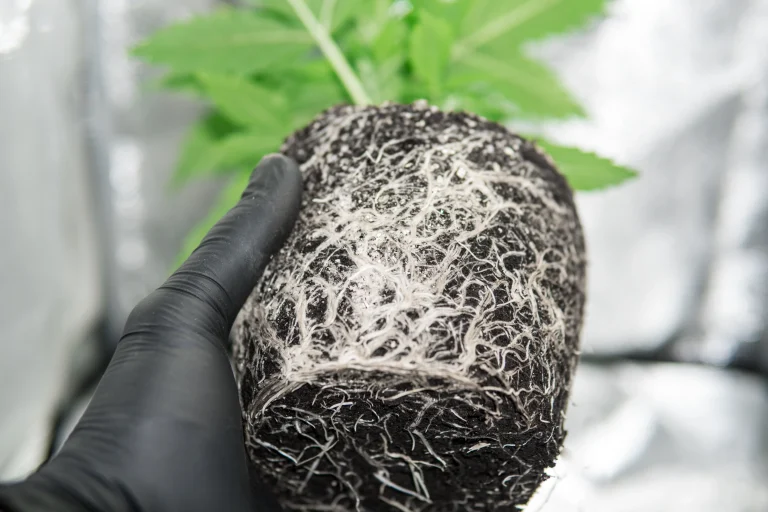 Healthy cannabis roots growing through soil in a compact root ball