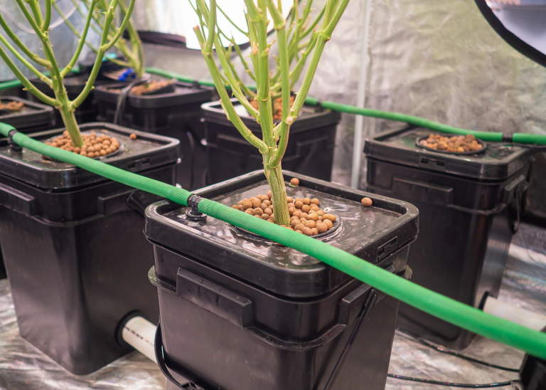 Hydroponic cannabis plants growing indoors in black containers with irrigation lines