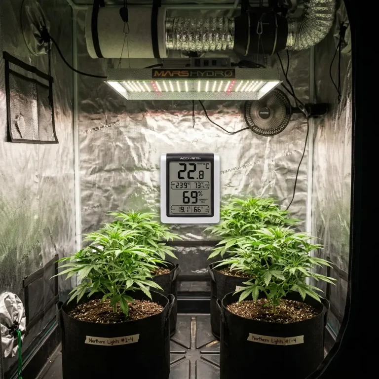 Cannabis plants in a grow room with LED lighting, ventilation and humidity monitor