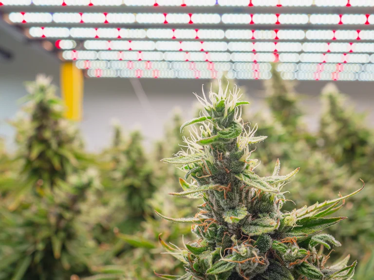 Healthy cannabis flower with visible trichomes growing under indoor LED lights