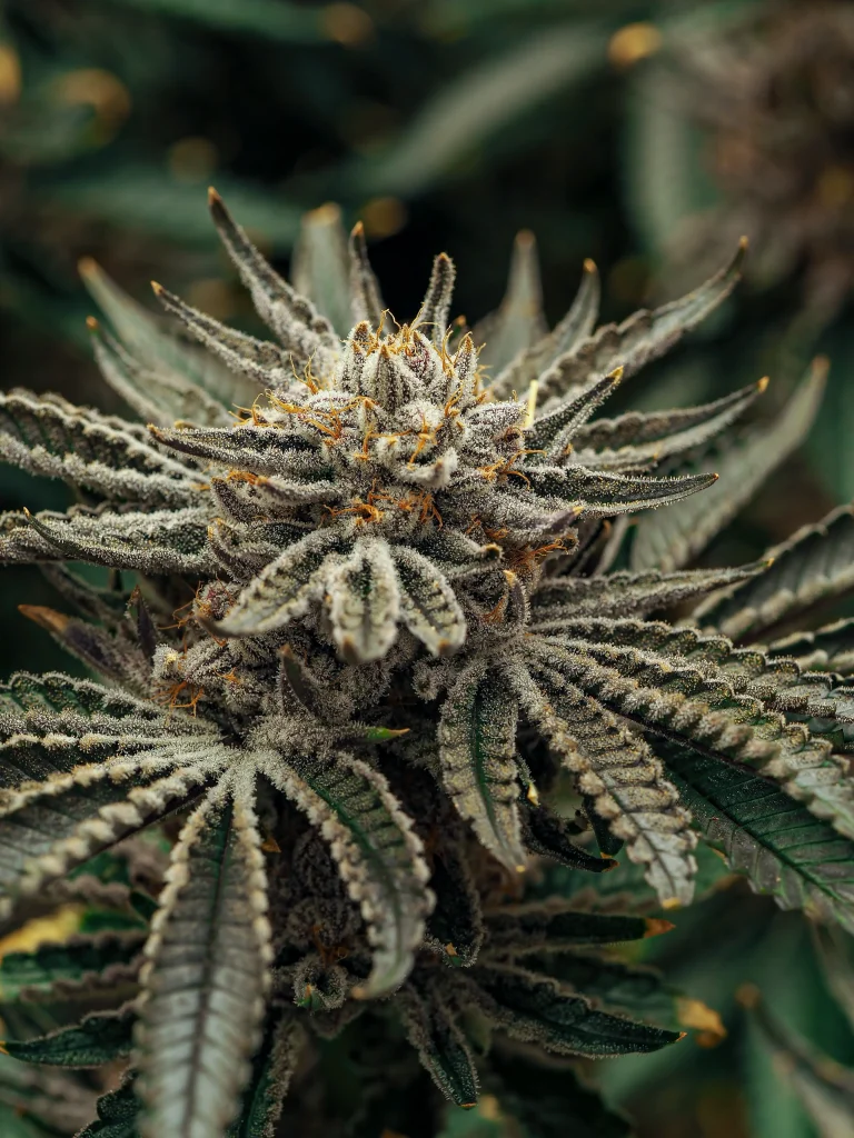 Organic cannabis flower covered in frosty trichomes and orange pistils