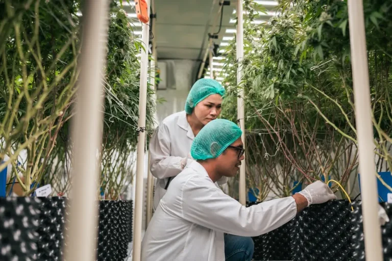 Growers inspecting cannabis plants in an indoor grow room for veganic cultivation