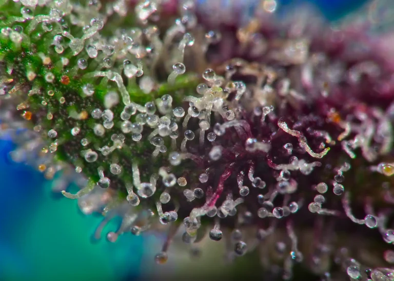 Close-up of cannabis trichomes on a resinous flower comparing veganic and organic cannabis quality