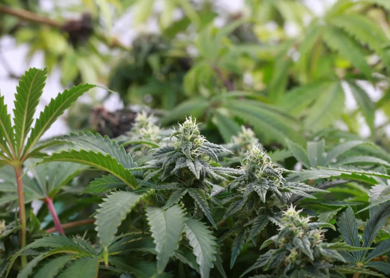 Veganic cannabis plants with resinous buds and healthy green leaves