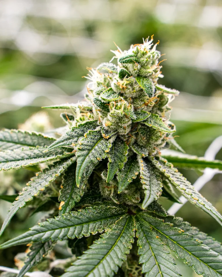 Mature cannabis flower with dense buds and visible trichomes during the flowering stage
