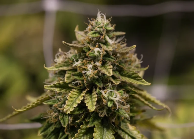 Mature cannabis flower with resinous buds and visible trichomes during the flowering stage